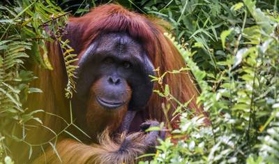 Indonésia: Orangotangos de Bornéu do Parque Nacional Tanjung Puting — 3