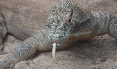 Indonezja: Bali i Wyspa Komodo — 5