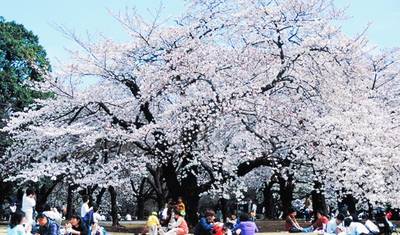 Festival das Cerejeiras em Flor no Japão Central de 13 Dias (Guia e Motorista Privados) — 3