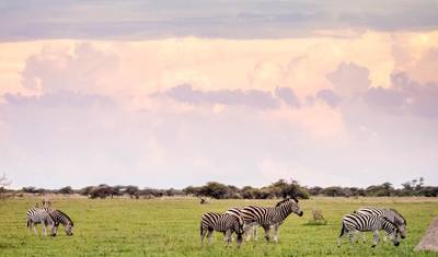 The Great Migration Odyssey: Kenya & Tanzania in 13 Days — 4