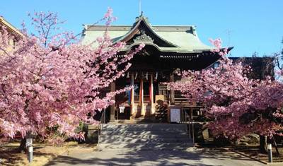 13日間で巡る壮大な日本の本州（プライベートガイドとドライバー付き） — 3