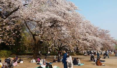 13日間で巡る壮大な日本の本州（プライベートガイドとドライバー付き） — 4