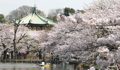 13日間で巡る壮大な日本の本州（プライベートガイドとドライバー付き） — 5