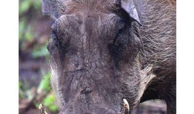 Safári de 5 dias no Circuito Norte (Manyara, Serengeti, Ngorongoro) — 2