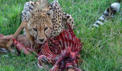 Safári de 5 dias no Circuito Norte (Manyara, Serengeti, Ngorongoro) — 3