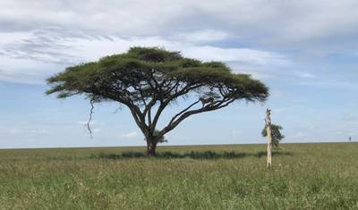 Melhor Pacote de Safari de Luxo de 9 Dias na Tanzânia — 2