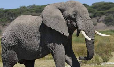 Cuda Dzikiej Przyrody Tanzanii i Raj na Plaży Zanzibaru Z Opcjonalną Wędrówką na Kilimandżaro (10 dni) — 5