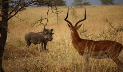 Safari de Luxo em Grupo de 5 dias: Serengeti, Ngorongoro, Tarangire e Lago Manyara — 4