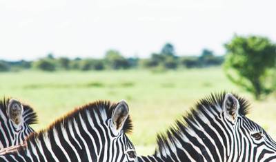 Kruger & Panorama Escape: رحلة سفاري جنوب أفريقية لمدة 5 أيام ومغامرة خلابة — 5