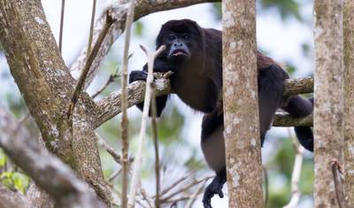 5-Day Amazon Jungle Camping Odyssey From Iquitos — 5
