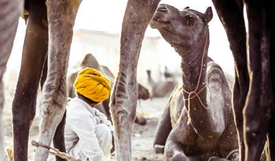 Pushkar Fair Extravaganza: A Cultural & Heritage Tour — 2