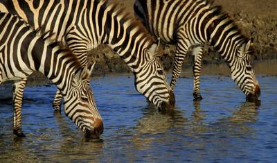 Excursão de Safári em Grupo de 3 Dias para Tarangire e Cratera de Ngorongoro, Tanzânia — 3