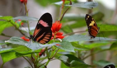 An Andean Adventure: From the Highlands to the Cloudforest — 2