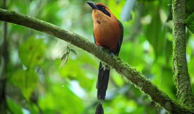 An Andean Adventure: From the Highlands to the Cloudforest — 3