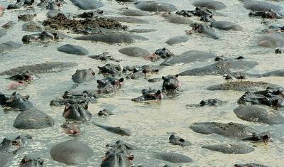 Safári de 4 Dias em Tarangire, Serengeti e Ngorongoro — 2