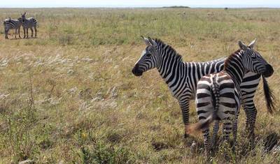 Safári de 4 Dias em Tarangire, Serengeti e Ngorongoro — 4