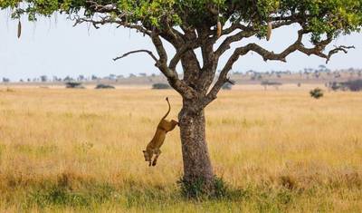 Safári de 4 Dias em Tarangire, Serengeti e Ngorongoro — 5