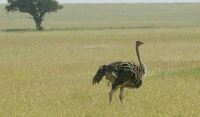 4-dniowe safari Tarangire, Serengeti i Ngorongoro — 2