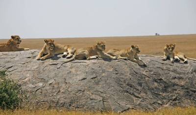 4-dniowe safari Tarangire, Serengeti i Ngorongoro — 3