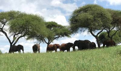 4-dniowe safari Tarangire, Serengeti i Ngorongoro — 5