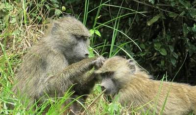 5日間北部周遊サファリ (Manyara, Serengeti, Ngorongoro) — 2