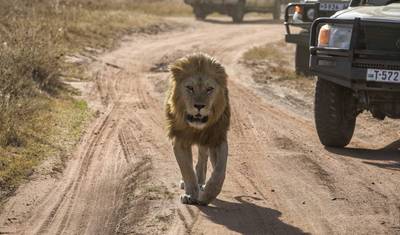 5日間北部周遊サファリ (Manyara, Serengeti, Ngorongoro) — 3