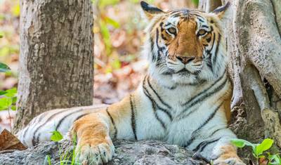 Luxury India Tiger & Wildlife Safari Tour — 2