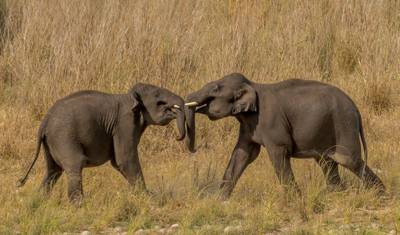 Luxury India Tiger & Wildlife Safari Tour — 3
