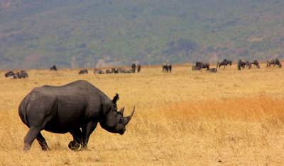 7 Days 6 Nights Migration Wildlife Safari — 2
