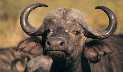 Safari de 3 Dias: O Melhor de Tsavo East e Tsavo West a partir de Mombasa — 2