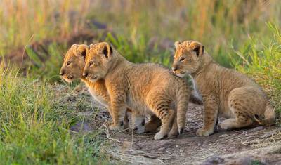 Safari de 3 Dias: O Melhor de Tsavo East e Tsavo West a partir de Mombasa — 4