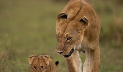 Park Narodowy Nairobi, David Sheldrick Wildlife Trust i Giraffe Centre — 2