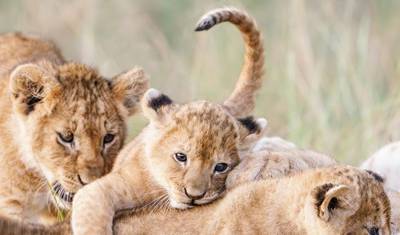 Park Narodowy Nairobi, David Sheldrick Wildlife Trust i Giraffe Centre — 3