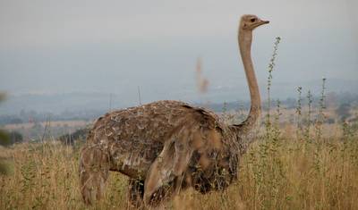 Park Narodowy Nairobi, David Sheldrick Wildlife Trust i Giraffe Centre — 5