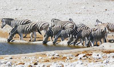 ナミビア＆南アフリカ：壮大な風景と野生動物（ヨハネスブルグからクルーガー国立公園）（2026） — 3
