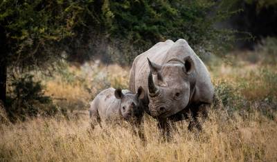 ナミビア＆南アフリカ：壮大な風景と野生動物（ヨハネスブルグからクルーガー国立公園）（2026） — 5