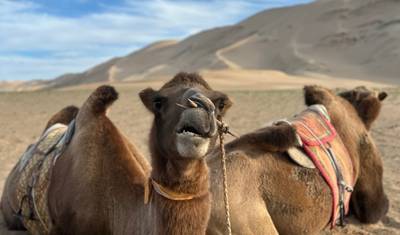 Gobi Tour 7D 6N — 3