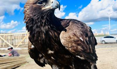 Gobi Tour 7D 6N — 5