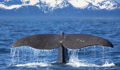 Arctic Norway Discovery - 8 days — 5