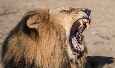 Autentyczna kultura i dzika przyroda Zambii podczas Nanzhila Safari Tour 10 dni/09 nocy — 5