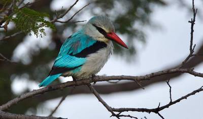 Kafue National Park Safari 3 Days/2 Nights — 3