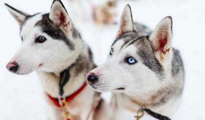 Lapland Winter Getaway - 4 days — 5