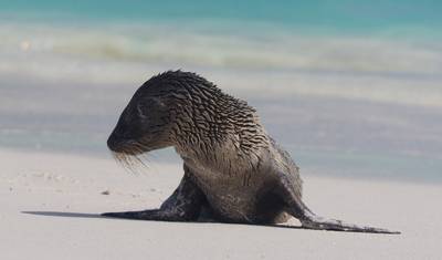 Explorador das Ilhas Galápagos - 7 dias — 2