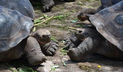 5-Day Galapagos Trip on a Budget — 5