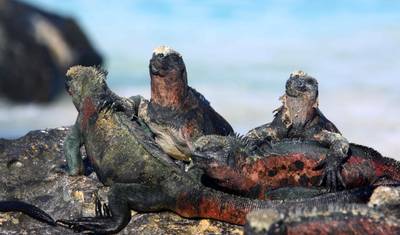 5-Day Galapagos Trip on a Budget — 2