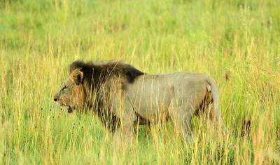 2-Day Authentic Big Five Camping Safari at Pilanesberg — 3