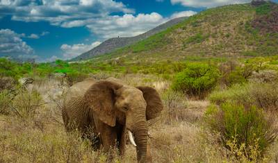 2-Day Authentic Big Five Camping Safari at Pilanesberg — 4