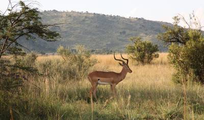 2-Day Authentic Big Five Camping Safari at Pilanesberg — 5