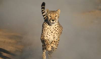 Safari de 2 Dias em Inverdoorn – Experiência Big Five na Cidade do Cabo — 4