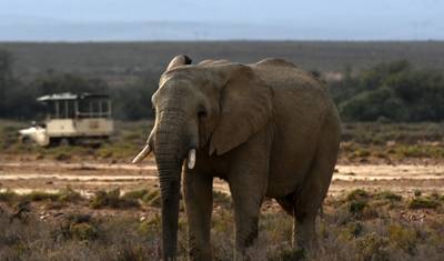 Safari de 2 Dias em Inverdoorn – Experiência Big Five na Cidade do Cabo — 5